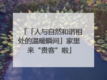 「人与自然和谐相处的温暖瞬间」家里来“贵客”啦