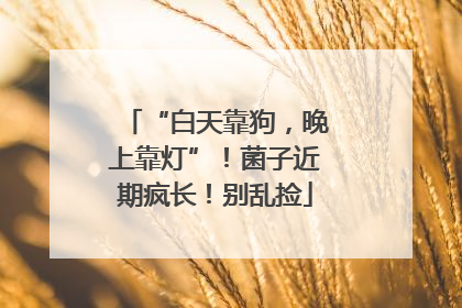 “白天靠狗，晚上靠灯”！菌子近期疯长！别乱捡