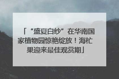 “盛夏白纱”在华南国家植物园惊艳绽放！海杧果迎来最佳观赏期