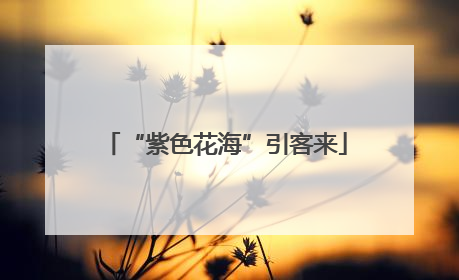 “紫色花海”引客来