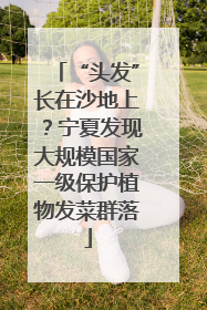 “头发”长在沙地上？宁夏发现大规模国家一级保护植物发菜群落