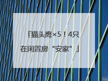 猫头鹰×5！4只在闲置房“安家”