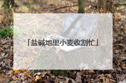 盐碱地里小麦收割忙