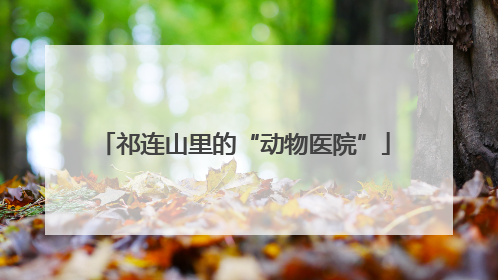 祁连山里的“动物医院”