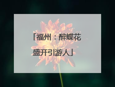 福州：醉蝶花盛开引游人