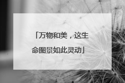 万物和美，这生命图景如此灵动