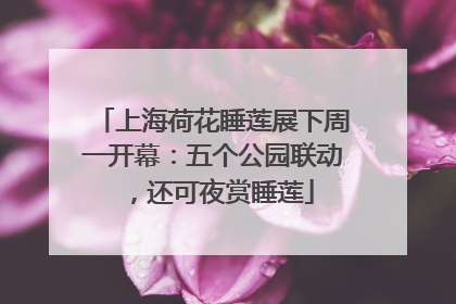 上海荷花睡莲展下周一开幕：五个公园联动，还可夜赏睡莲