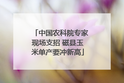 中国农科院专家现场支招 磁县玉米单产要冲新高