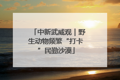 中新武威观｜野生动物频繁“打卡”民勤沙漠