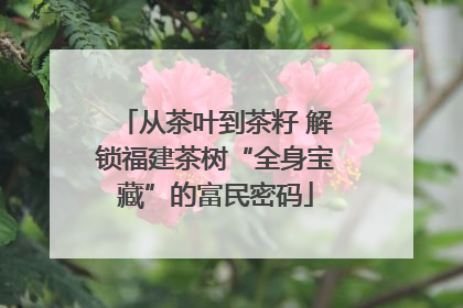 从茶叶到茶籽 解锁福建茶树“全身宝藏”的富民密码