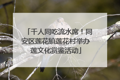 千人同吃流水席！同安区莲花镇莲花村举办莲文化赏鉴活动