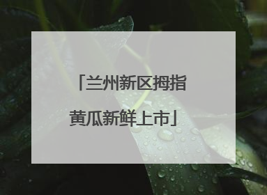 兰州新区拇指黄瓜新鲜上市