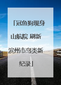 冠鱼狗现身山航院 刷新滨州市鸟类新纪录