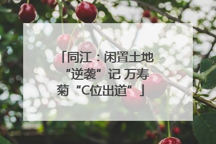 同江：闲置土地“逆袭”记 万寿菊“C位出道”