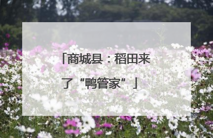 商城县：稻田来了“鸭管家”
