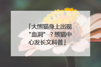 大熊猫身上出现“血洞”？熊猫中心发长文科普
