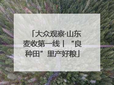 大众观察·山东麦收第一线丨“良种田”里产好粮