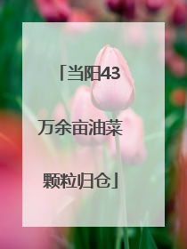 当阳43万余亩油菜颗粒归仓