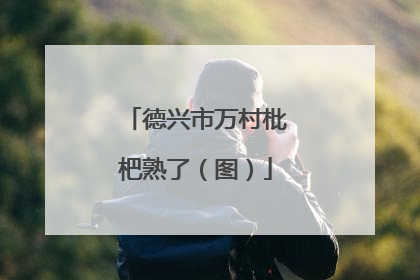 德兴市万村枇杷熟了（图）