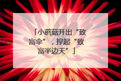 小蘑菇开出“致富伞”，撑起“致富半边天”