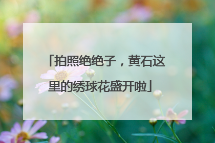 拍照绝绝子，黄石这里的绣球花盛开啦