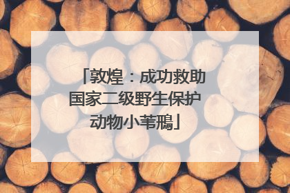 敦煌：成功救助国家二级野生保护动物小苇鳽