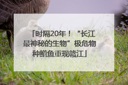 时隔20年！“长江最神秘的生物”极危物种鳤鱼重现赣江