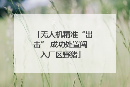 无人机精准“出击” 成功处置闯入厂区野猪