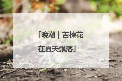 晚潮｜苦楝花在夏天飘落