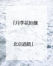 月季花扮靓北京道路