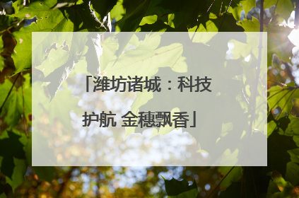 潍坊诸城：科技护航 金穗飘香