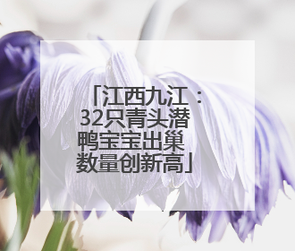 江西九江：32只青头潜鸭宝宝出巢 数量创新高