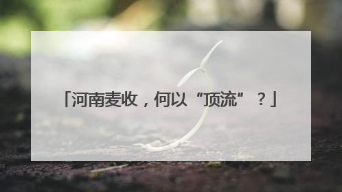 河南麦收，何以“顶流”？
