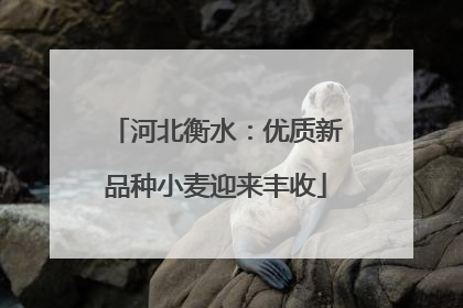 河北衡水：优质新品种小麦迎来丰收