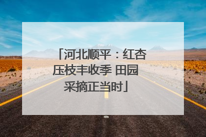 河北顺平：红杏压枝丰收季 田园采摘正当时