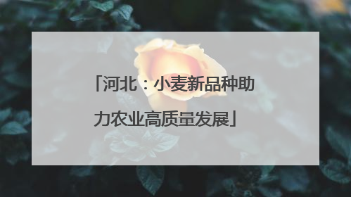 河北：小麦新品种助力农业高质量发展
