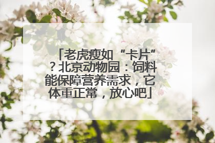 老虎瘦如“卡片”？北京动物园：饲料能保障营养需求，它体重正常，放心吧