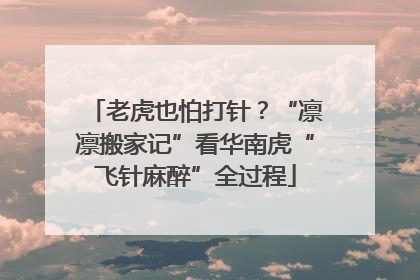 老虎也怕打针？“凛凛搬家记”看华南虎“飞针麻醉”全过程