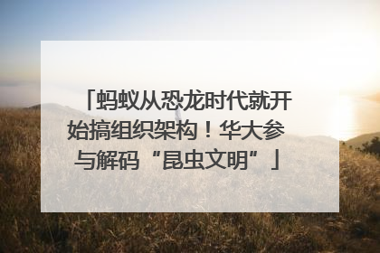 蚂蚁从恐龙时代就开始搞组织架构！华大参与解码“昆虫文明”