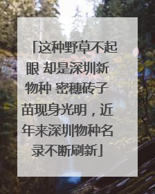这种野草不起眼 却是深圳新物种 密穗砖子苗现身光明，近年来深圳物种名录不断刷新