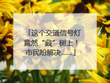 这个交通信号灯竟然“藏”树上！市民盼解决……