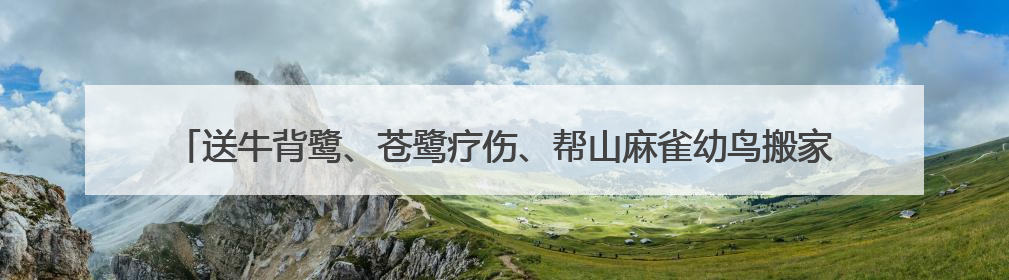 送牛背鹭、苍鹭疗伤、帮山麻雀幼鸟搬家，崇明警民救助多只受困野生保护鸟类