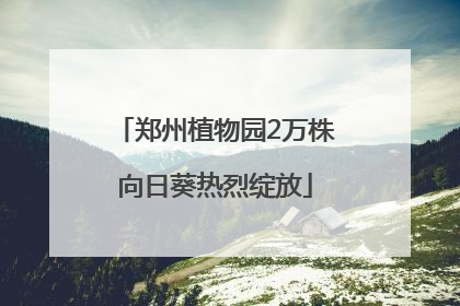 郑州植物园2万株向日葵热烈绽放