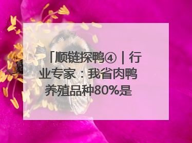 顺链探鸭④｜行业专家：我省肉鸭养殖品种80%是樱桃谷鸭
