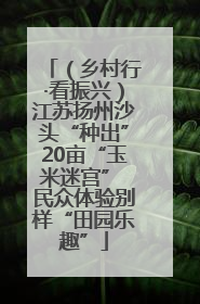 （乡村行·看振兴）江苏扬州沙头“种出”20亩“玉米迷宫” 民众体验别样“田园乐趣”