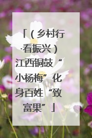 （乡村行·看振兴）江西铜鼓“小杨梅”化身百姓“致富果”