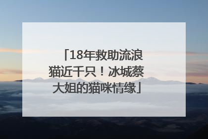 18年救助流浪猫近千只！冰城蔡大姐的猫咪情缘